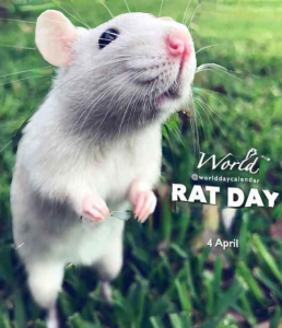 April 4, 2024 is World Rat Day.